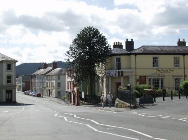 Watton and the Puzzle Tree, Brecon, Brecknockshire, Wales
