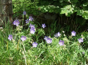 Meadow Cranesbill, Brecon, Brecknockshire, Wales