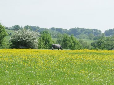 View of a buttercup meadow, Broadway, Worcestershire, England
