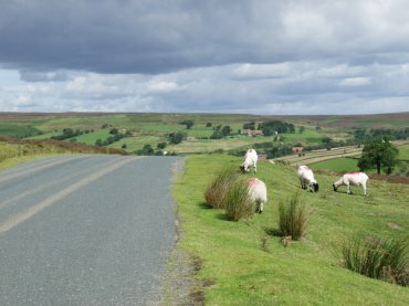 View of sheep grazing, North Yorks Moors, North Yorkshire, England