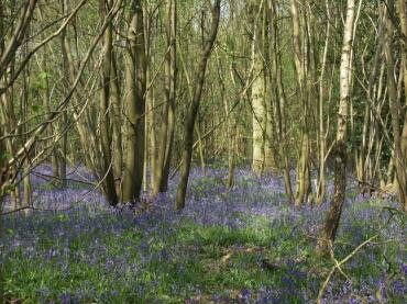 View of Bluebells in Chalkney Wood, Coggeshall, Essex, England