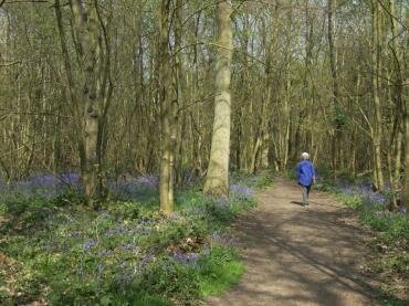 Photograph of a path through the Bluebells (Hyacinthoides non-scriptus) in Chalkney Wood near Coggeshall, Essex, England