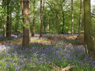 View of Bluebells (Hyacinthoides non-scriptus) near Coggeshall, Essex, England, Coggeshall