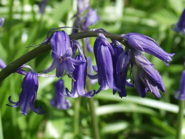 View of Bluebells (Hyacinthoides non-scriptus) near Coggeshall, Essex, England, Coggeshall