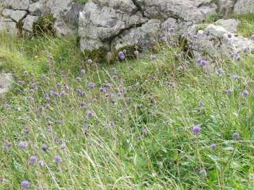 Devil's Bit Scabious, Cheddar, Somerset, England
