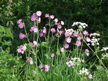 View of Red Campion, Dover's Hill, Chipping Campden, Gloucestershire, England