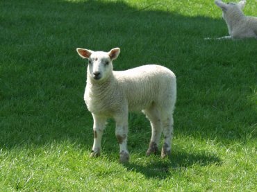 A curious lamb, Dover's Hill, Chipping Campden, Gloucestershire, England
