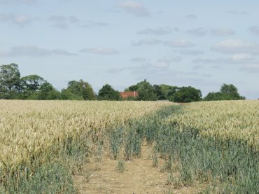 The view of a roof at Cressing Temple Barns across the field, White Notley, Braintree, Essex, England