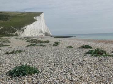 Sea Kale growing on the beach at Cuckmere Haven, Sussex, England