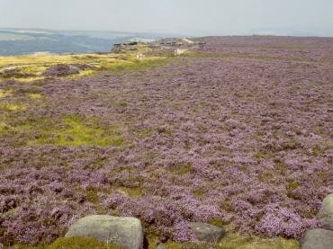 View of the Heather on Big Moor on the top of Curbar Edge, Derbyshire Peak District, England