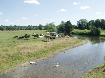 Photo of cattle grazing by the River Stour, Dedham Vale, Essex, England