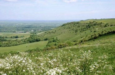 Sheep grazing on the South Downs near Alfriston Sussex, England