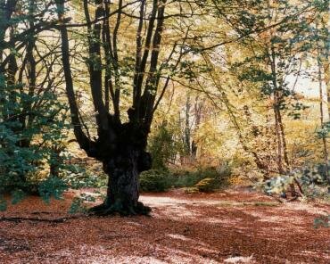 Photograph of a pollarded Beech in Epping Forest, Essex, England