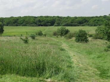 View over Chingford Plain, towards Bury Wood, Epping Forest, Essex, England