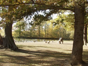 View of Connaught Water, Epping Forest, Essex, England