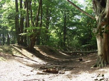 View of Ambresbury Banks Iron Age Hill Fort, Epping Forest, Essex, England