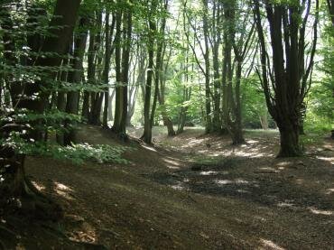 View of Ambresbury Banks Iron Age Hill Fort, Epping Forest, Essex, England