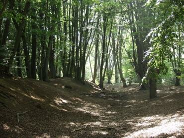 View of Ambresbury Banks Iron Age Hill Fort, Epping Forest, Essex, England