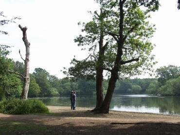 View of Connaught Water, Epping Forest, Essex, England