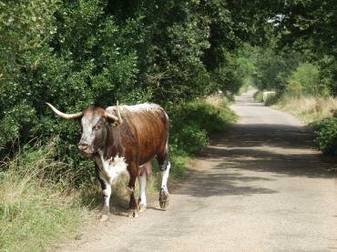 View of Fairmead Bottom and English Longhorn, Epping Forest, Essex, England