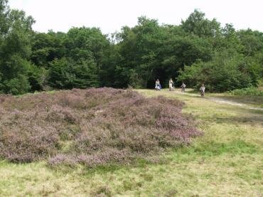 View of Heather near Strawberry Hill Pond, Epping Forest, Essex, England