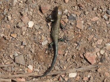 View of a Common Lizard on a forest track near Loughton Brook Valley, Epping Forest, Essex, England