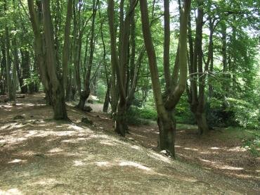 Picture of Loughton Camp Iron Age earthworks, Epping Forest, Essex, England
