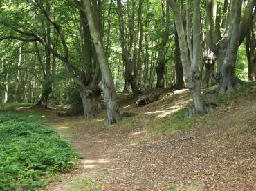 View of Loughton Camp Iron Age earthwork, Epping Forest, Essex, England