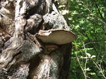 View of Ganoderma sp., a bracket fungus on a beech tree, Epping Forest, Essex, England