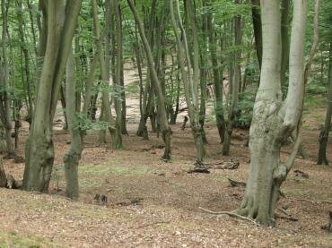 Picture of the area around Jack's Hill, Epping Forest, Essex, England