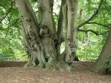 View showing a large Beech coppard, Epping Forest, Essex, England