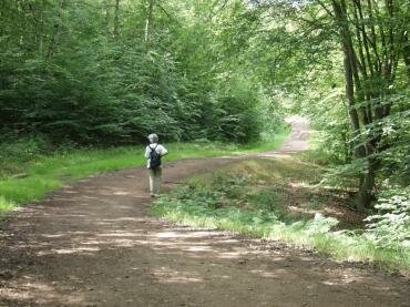 View of the Green Ride, Epping Forest, Essex, England