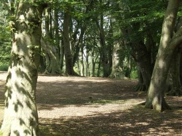 Picture of the area around the Ditches Ride, Epping Forest, Essex, England