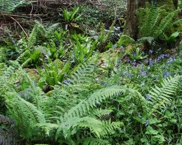 Photos of Bluebells (Hyacinthoides non-scriptus) by the path from Porlock Weir to Porlock, Somerset, England