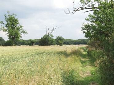 Photograph of a footpath 1