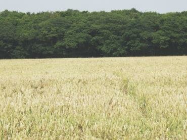 Photograph of a public footpath