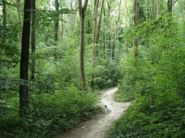 View in Friston Forest, Sussex, England