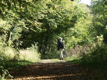 Walking in Friston Forest, Sussex, England