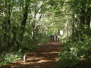 A path in Friston Forest, Sussex, England