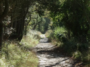 A path in Friston Forest, Sussex, England