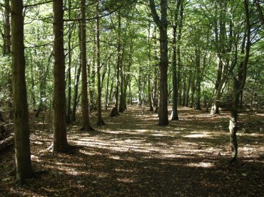 Scene showing Friston Forest, Sussex, England
