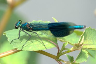 View of a Banded Demoiselle (Calopteryx splendens), Houghton, Huntingdonshire (Cambridgeshire), England