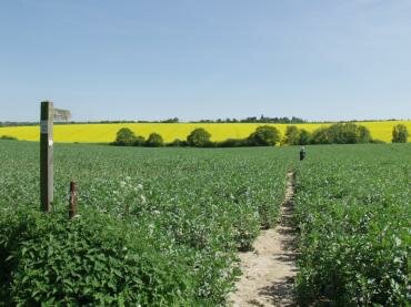 View between Hadleigh and Kersey, Suffolk, England