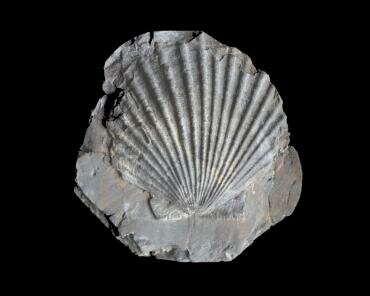 Photograph of a lamellibranch (Pseudopecten equivalvis) from the Cleveland Ironstone series of the Middle Lias at Brackenbury Wyke, near Whitby, North Yorkshire, England