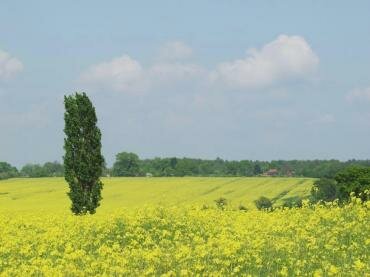 View over fields of Oil Seed Rape, Layer Marney, Essex, England