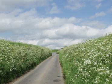View of a country lane (unclassified road), Layer Marney, Essex, England