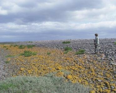 View of Lichen growing on the landward side of the shingle bar at Porlock Weir, Somerset, England