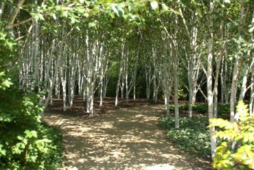 Scene showing the Silver Birch Grove, Anglesey Abbey, Cambridgeshire, Cambridgeshire, England