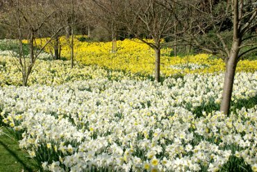 Photograph of Daffodils in April, Greenwich Park, Greenwich, London, England