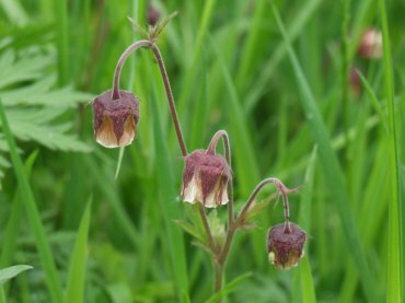 Picture of Water Avens in the Manifold Valley near Hartington, Derbyshire Peak District
